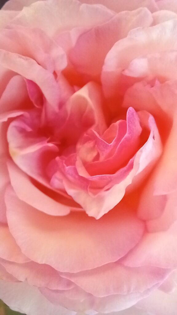 "L'Étreinte Douce d'une Rose"